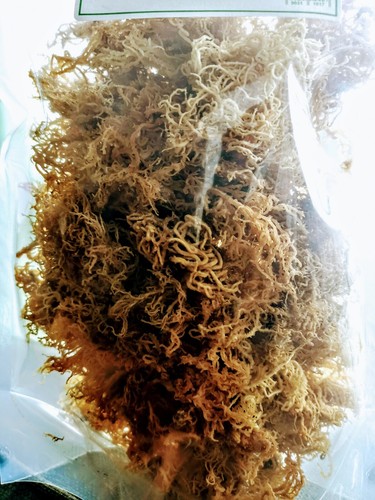 Musgo marino grado Dr Sebi musgo irlandés cultivado en el océano musgo marino Meermoos Seemoos - Imagen 6 de 9