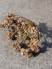 50 GRAINES FENOUIL SAUVAGE 🌸 FOENUCULUM VULGARE 🌸 BIO🌸 ÉPICE TISANE DIGESTION