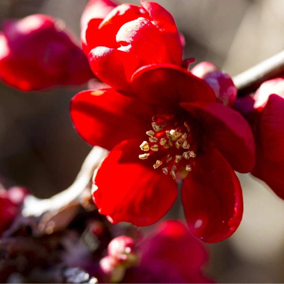 flowering quince products for sale | eBay