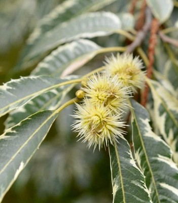 Castanea sativa VARIEGATED - Sweet Chestnut | Spanish Chestnut