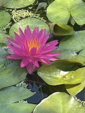 Pink Silk Hardy Water Lily / Blooming Size Award Winner Plus Free Bog Plant