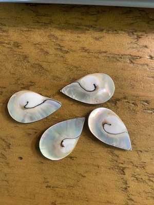 Nautilus Core 4 Total Beautiful 