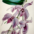 1841 Dendrobium macrophyllum, orchid, Manila. Holden, fine hand colour