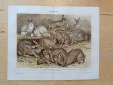 Orig.(1888) Chromolithographie Kaninchen Widderkaninchen Angorakaninchen