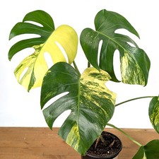 Monstera deliciosa 'Yellow Marilyn' 