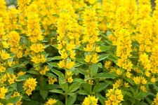 5  Large Plug Plants Yellow Loosestrife Lysimachia Vulgaris Perennial Pondd
