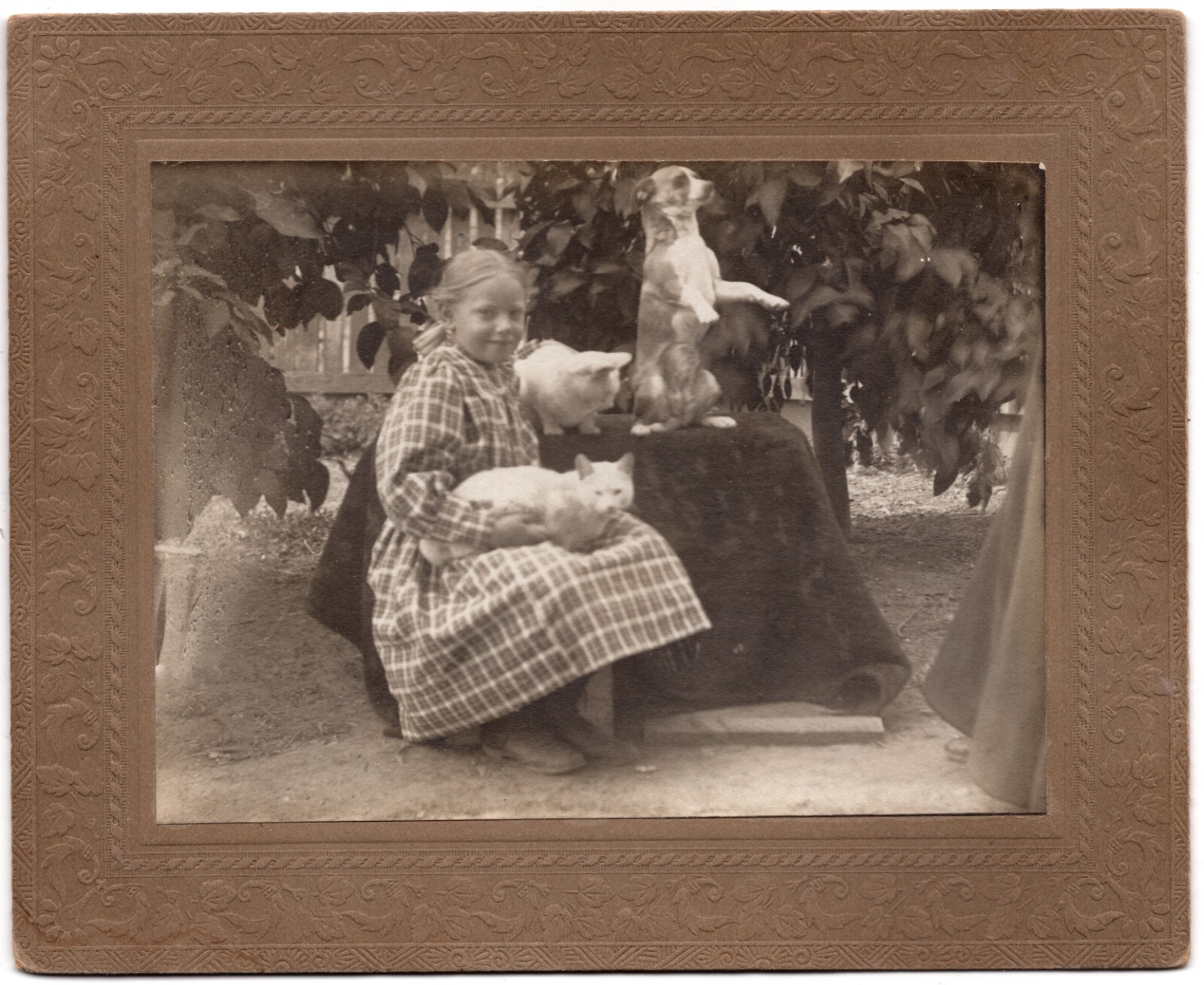 CIRCA 1900s MOUNTED BOARD PHOTO CUTE LITTLE GIRL WITH HER CATS AND STANDING DOG