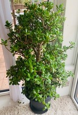 Giant Money Tree 3-4ft Jade Good Luck Plant Crassula Ovata Friendship Huge £750