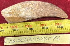 Rare Carcharodontosaurus Dinosaur Tooth T Rex Cousin 95 Mil Yrs Fossil 4 1/2”
