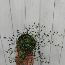 Meuhlenbeckia Australi great ground cover 25-30cm spread 9cm dia pot pretty