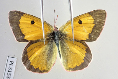 PI5153. Insects, butterflies: Pieridae sp. North Vietnam.