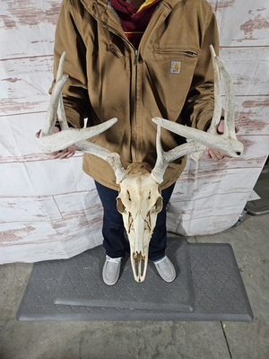 #ad Wild 7 Point Whitetail Deer Antler Rack Horn Skull European Mount Man Cave 127quot; $119.00