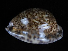 Sea shell Mauritia arabica asiatica f. gibba 66.4mm ID#5736