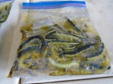Frozen Catalpa Worms CATFISH CANDY IN STOCK NOW