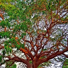 10 FORMOSAN KOA TREE SEEDS (Acacia confusa) Fast Growing Flowering Exotic Plant