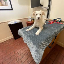 NEW Portable Dog Settle Mat Travel Bed Folding Pockets Tote Handles Denim Minky