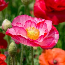 Double Mix Shirley Poppy Seeds - For 2026 Planting Pink White Red English Field