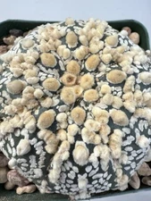 Astrophytum Asterias Cv. Hanazono