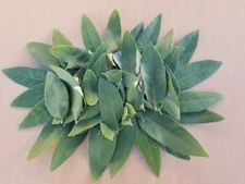 Fresh California Bay Laurel leaves Pesticide free Organic 100% Natural 60 pc.