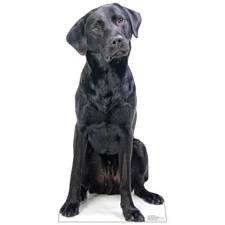 BLACK LABRADOR DOG Lifesize CARDBOARD CUTOUT Standee Standup Poster Prop