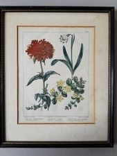 Antique 1805 Sydenham Edwards Botanical  Hand-Colored Etching in its Frame. Read
