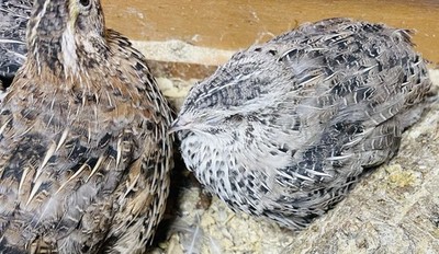 24 Fertile Coturnix Quail Hatching Eggs