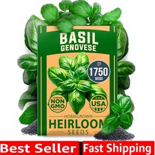 Non GMO Genovese Basil Seeds Pack 1,750 High Germination Heirloom Seeds Ocim...