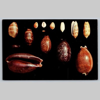 Postcard Shells of Florida and the Gulf of Mexico Cyprea Cowrie Olives