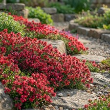Creeping Thyme RED, Scarlet Perennial Ground Cover Fragrant Non-GMO 300 Seeds 