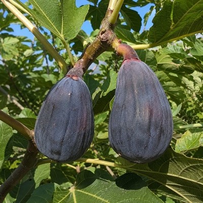 Black Madeira Fig Tree Grafted Bare Root Sapling Rare Sweet Dark Fruit Plant