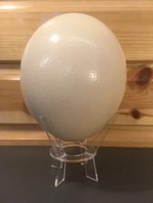10 x Quality Blown Ostrich Egg Special Bundle Price