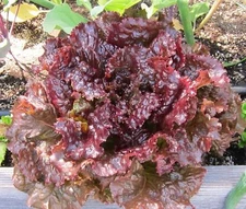 Ruby Leaf Lettuce Seeds, Deep Red, Summer Salad, NON-GMO, FREE SHIPPING