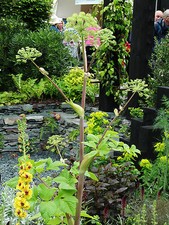 Angelica archangelica herb plant aromatic leaves and stems loved by