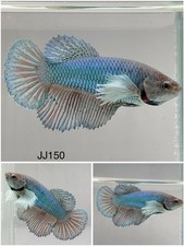 Betta Live Fish Female - Dumbo Blue Turquoise Halfmoon - JJ150 - High Quality A