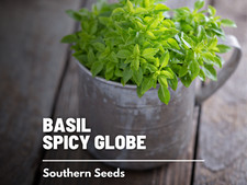 Spicy Globe Basil Seeds, Heirloom Herb, Compact and Flavorful, USA Grown
