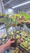 Rare Vasconella Pubescens mountain papaya for sale, sale plant 1