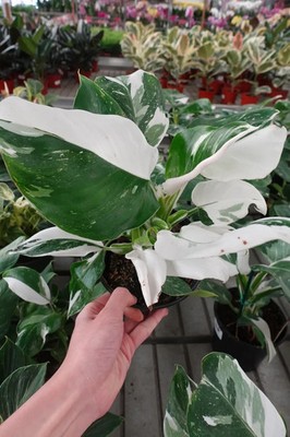 Philodendron White Princess 6'' Pot   Rare White Variegated Tropical Houseplant