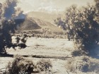 Vtg STEPHEN WILLARD Orig Photograph #1145 Joshua Trees Mountain Desert 9.5x11.25 — photo 4