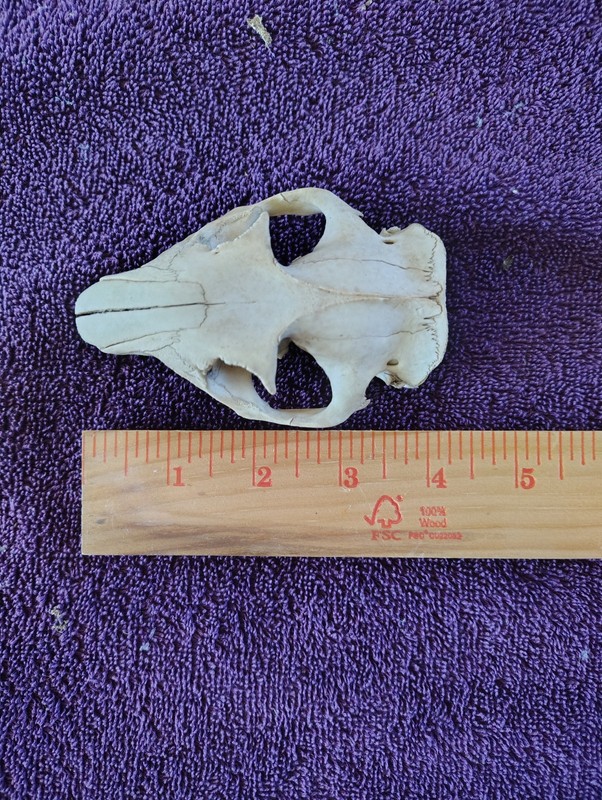 Real Skull Bone Woodchuck Groundhog Ground Hog Taxidermy Art Oddity #2