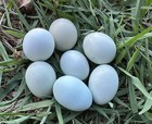 10 Chocolate Ermine Mauve True Ameraucana Eggs — photo 8
