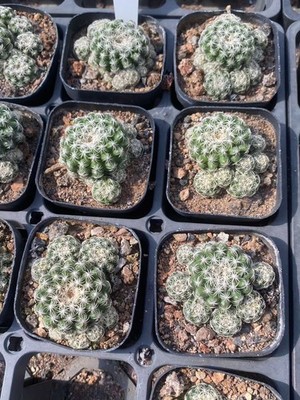 1PCS Succulent Plant Discocactus zehntneri subsp. boomianus Garden DécorBoutique