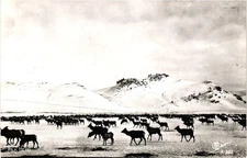 Elk Herd Snowy Landscape Colorado Sanborn X-882 RPPC Real Photo Postcard 1950s
