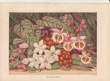 1866 Antique Chromolithograph of Flowers Entitled - Summer.