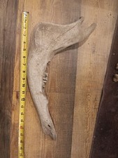 Huge Bison Jaw great for display