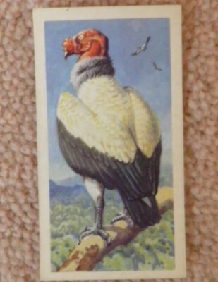 'Tropical Birds' Brooke Bond Tea Card. No 30 - King Condor