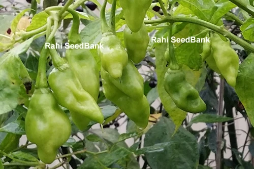 Trinidad Seasoning Chilli, The Most Popular Trinidad and Tobago Seasoning Pepper - Picture 6 of 8
