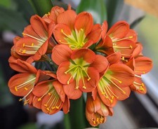 Belgian_Bronze x Berties Bronze, CliviaMart, Green Throat Bronze, TWO Seedlings