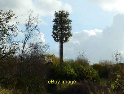 Foto 6x4 falsche Kiefer am Rande des Lymm Golfclubs nähere Untersuchung c2012