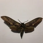 Real Butterfly/Moth Spread B1979 Rare Sphingidae Sps Hawk Moth