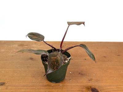 Philodendron Orange Princess Marble | eBay